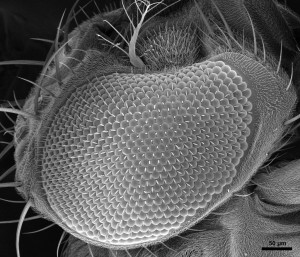 Compound Eye of Fruit Fly