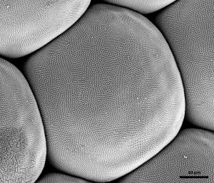 Compound Eyes of Mosquito