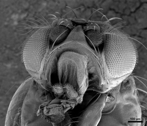 Head of Fruit Fly