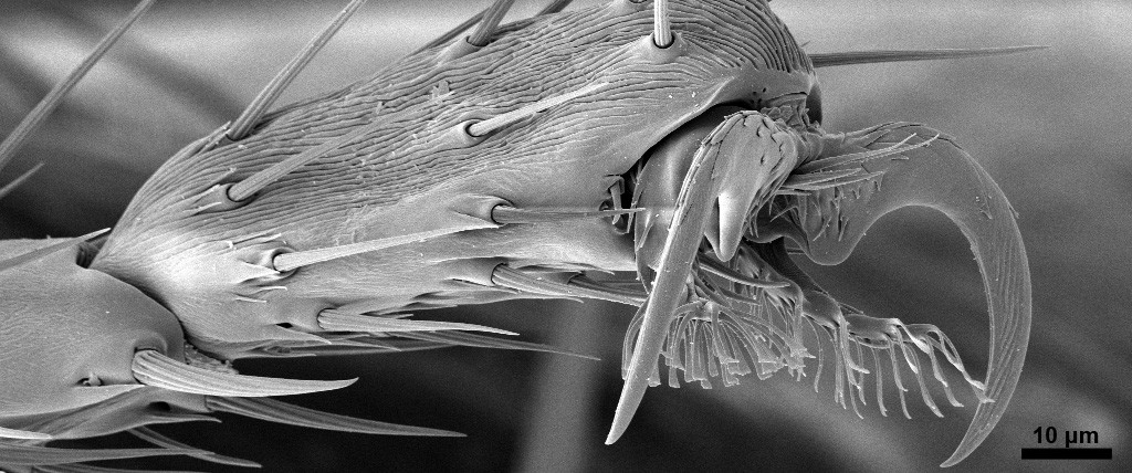 leg of a fruitfly wide format